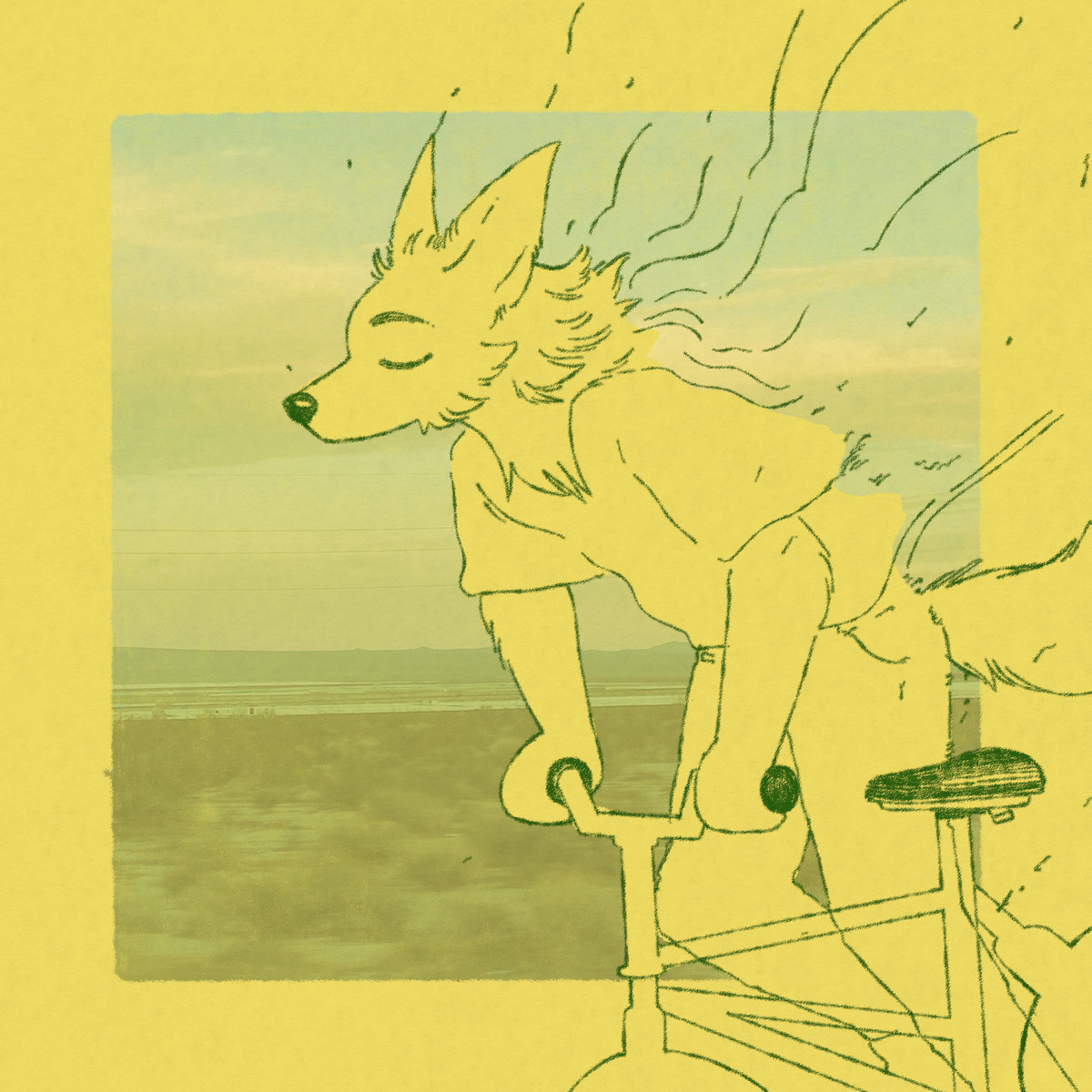 Lycus_Latrans